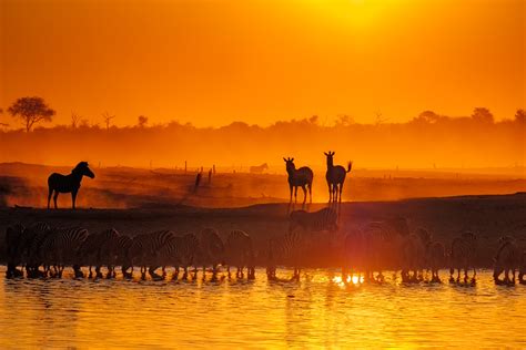  “The Watering Hole” – Vibrant Colors and Striking Animal Portraits